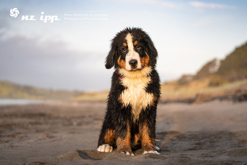 bernese mountain dog puppy sitting on the beach in the black sand at raglan, with head slightly tilted and giving a puppy dog eyes look with one ear flapping in the wind