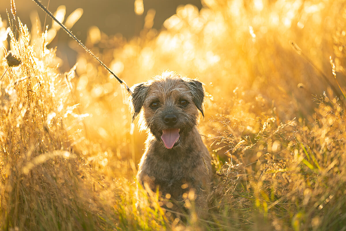 border-terrier-lead-golden-glow